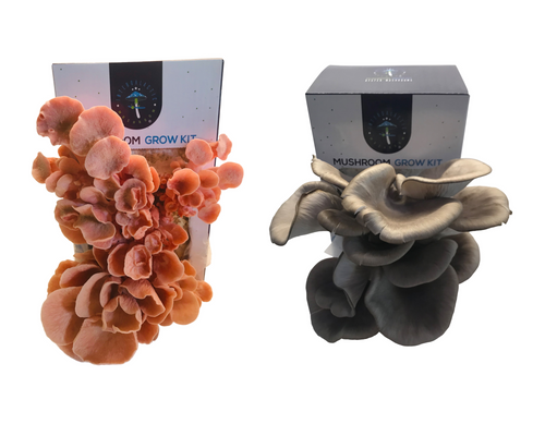 Grey and Pink Oyster Mushroom Grow Kit (2 Product Bundle)
