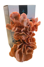 Load image into Gallery viewer, Pink Oyster Mushroom Grow Kit