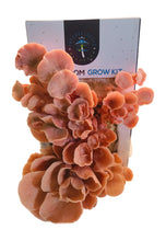 Load image into Gallery viewer, Pink Oyster Mushroom Grow Kit